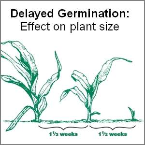 While there are many reasons soil contact is important, the main factor is moisture.