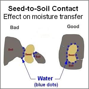 Compressing the soil around your seeds will speed up germination and prevent the young plants from drying out.