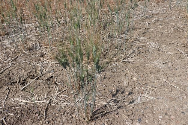 Dry prairie soil with stressed canola crop illustrating nutrient stratification during drought conditions | Mandako Угнетённый рапс на пересохшей почве: стратификация питательных веществ в засуху